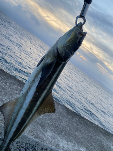 スギの釣果