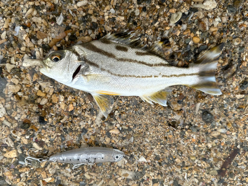 コトヒキの釣果