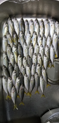 アジの釣果