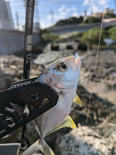 メッキの釣果