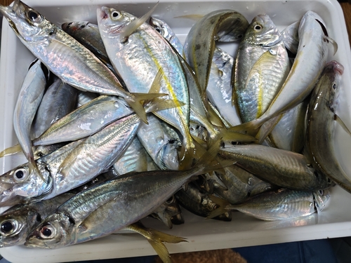 シマアジの釣果