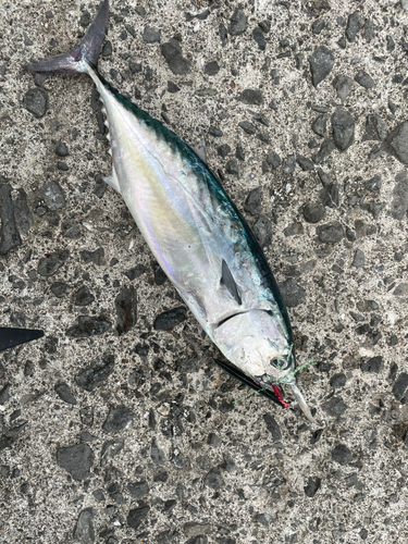 ソウダガツオの釣果