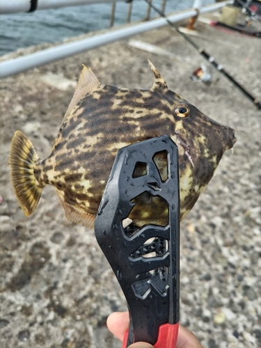 鹿島港魚釣園