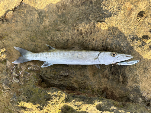 カマスの釣果