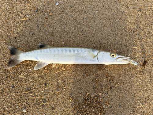 カマスの釣果