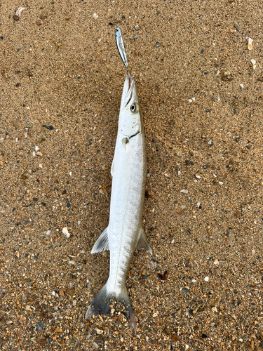 カマスの釣果