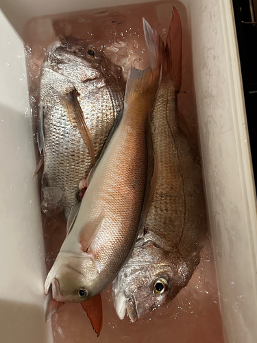 シロアマダイの釣果