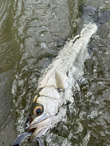 スズキの釣果