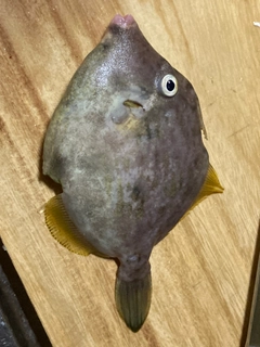 カワハギの釣果