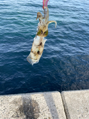 モイカの釣果