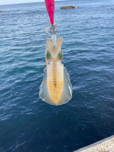 モイカの釣果