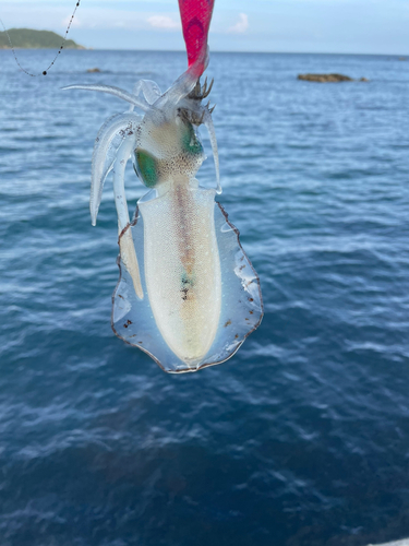 モイカの釣果