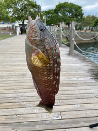 ベラの釣果