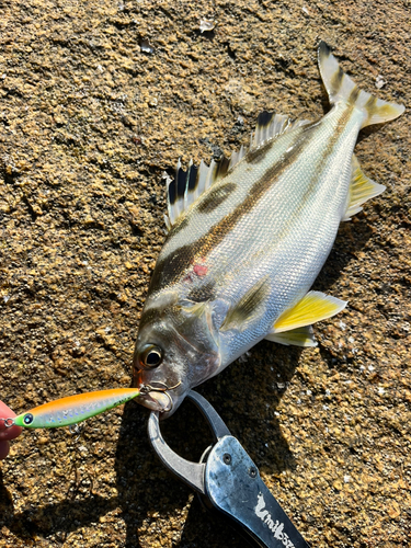 コトヒキの釣果