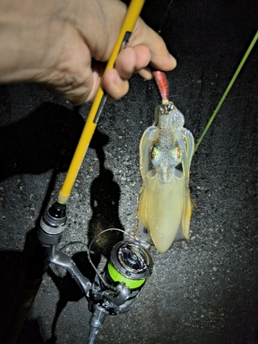 イカの釣果