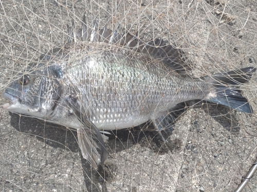 チヌの釣果