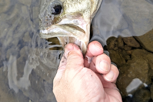 ブラックバスの釣果