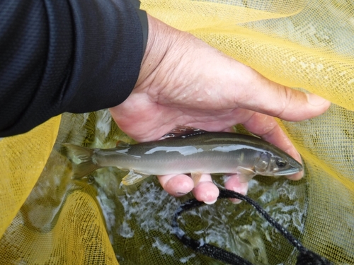 アユの釣果