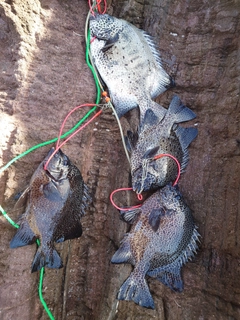 イシガキダイの釣果