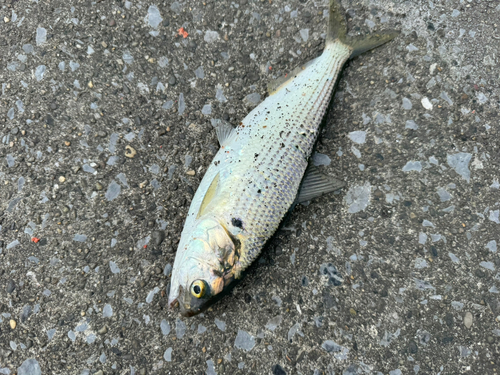 コノシロの釣果