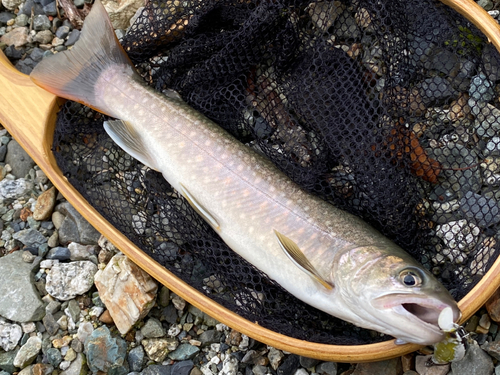 イワナの釣果