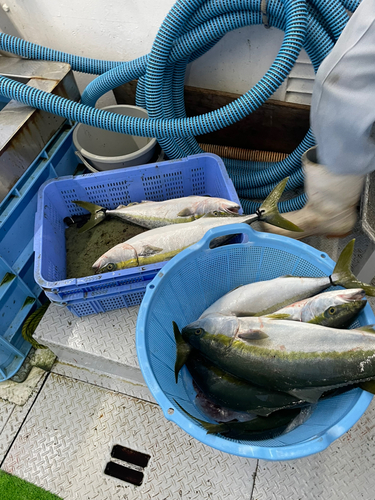 メジロの釣果