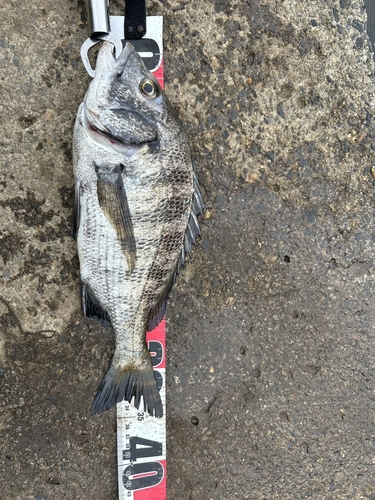 クロダイの釣果