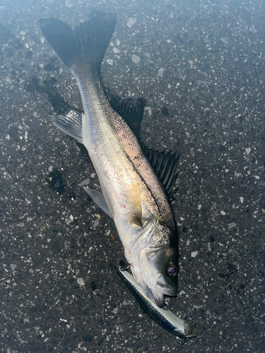 セイゴ（マルスズキ）の釣果