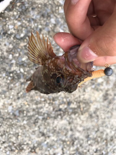 カサゴの釣果