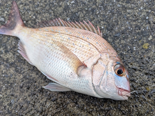 チャリコの釣果