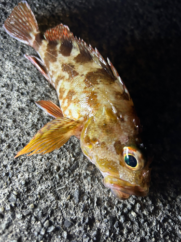 カサゴの釣果