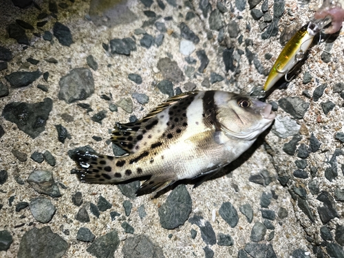 コショウダイの釣果