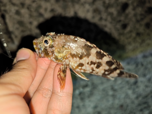 アラカブの釣果