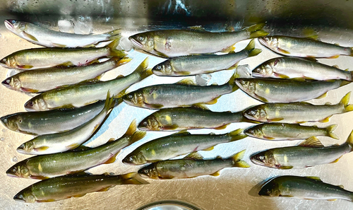 アユの釣果