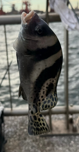 コショウダイの釣果