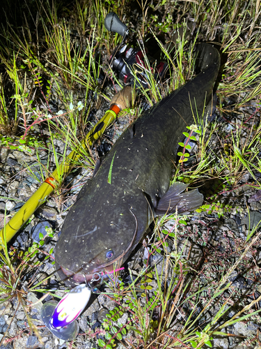 ナマズの釣果