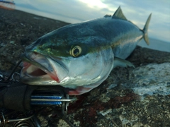 イナダの釣果