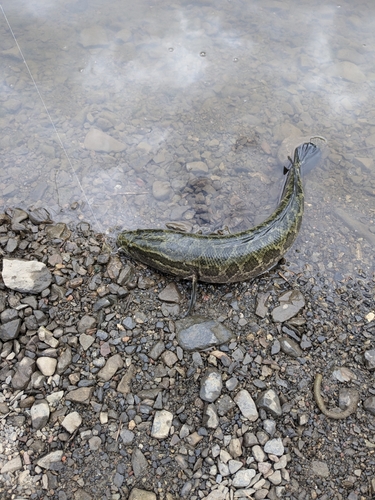 ライギョの釣果