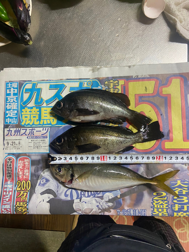 メバルの釣果