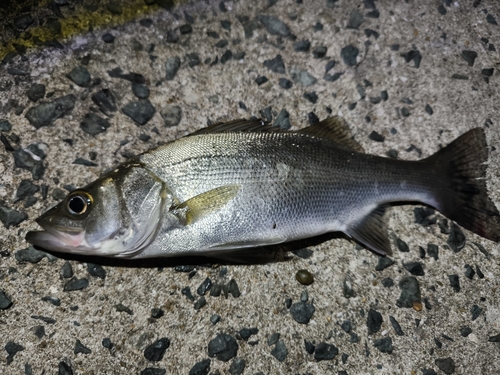 セイゴ（ヒラスズキ）の釣果