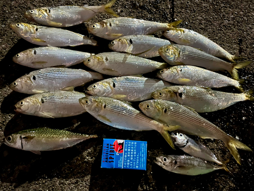 サバの釣果