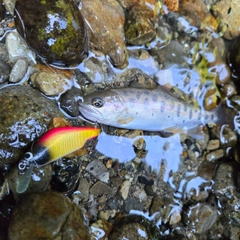 ヤマメの釣果