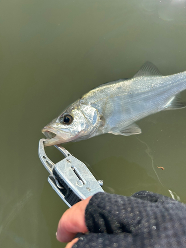 セイゴ（ヒラスズキ）の釣果