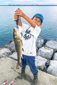 ニゴイの釣果