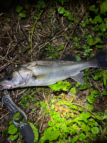 スズキの釣果