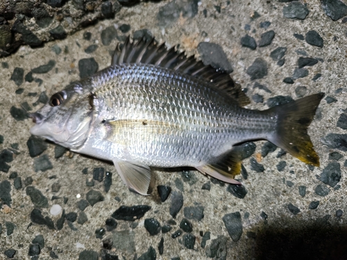 キビレの釣果