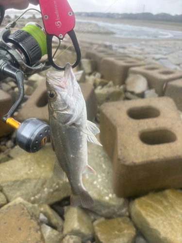 セイゴ（ヒラスズキ）の釣果