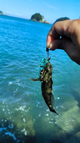 アナハゼの釣果