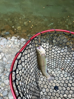 ニジマスの釣果