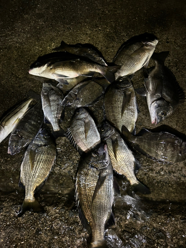 チヌの釣果